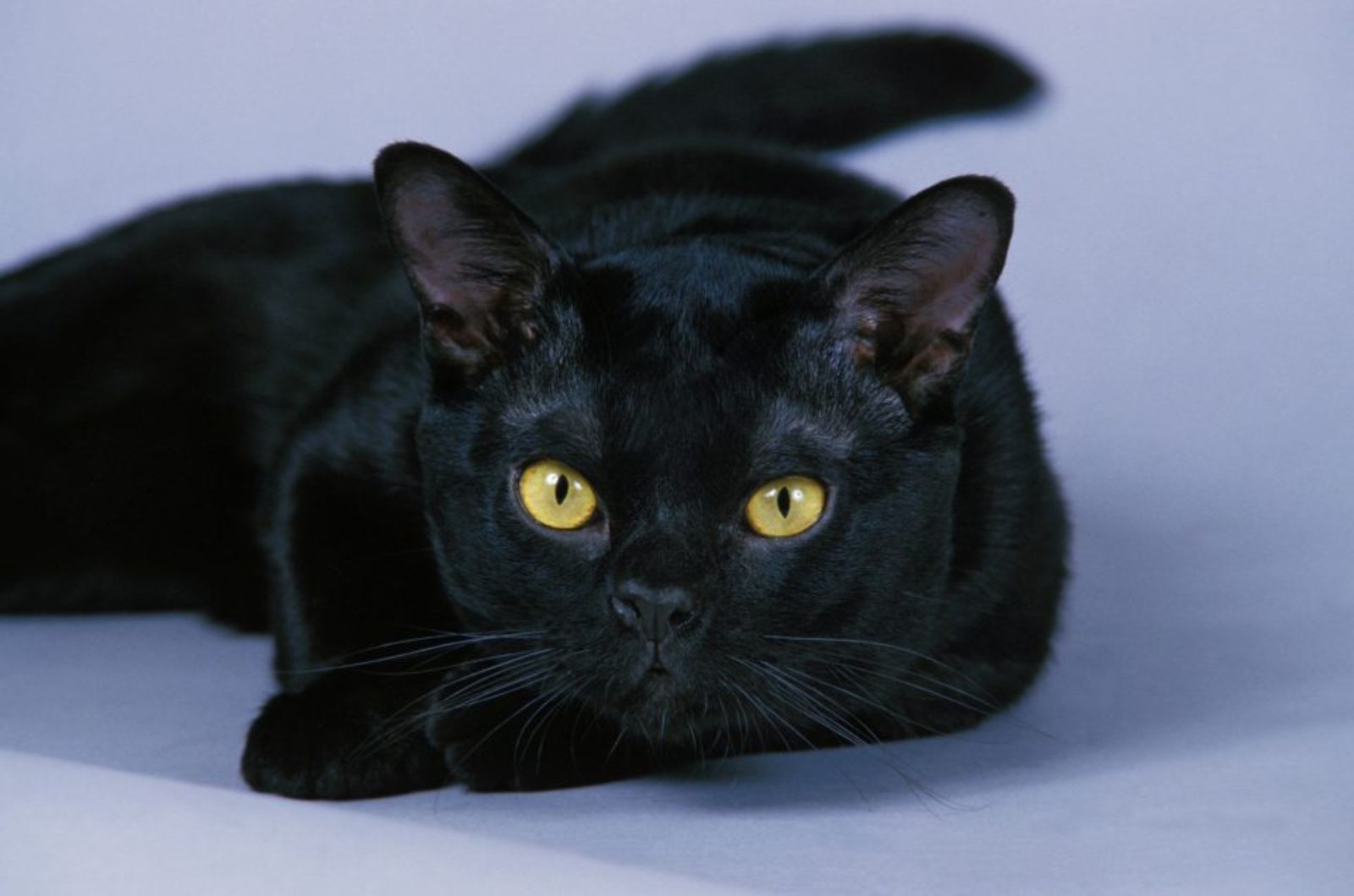 Bombay Cat