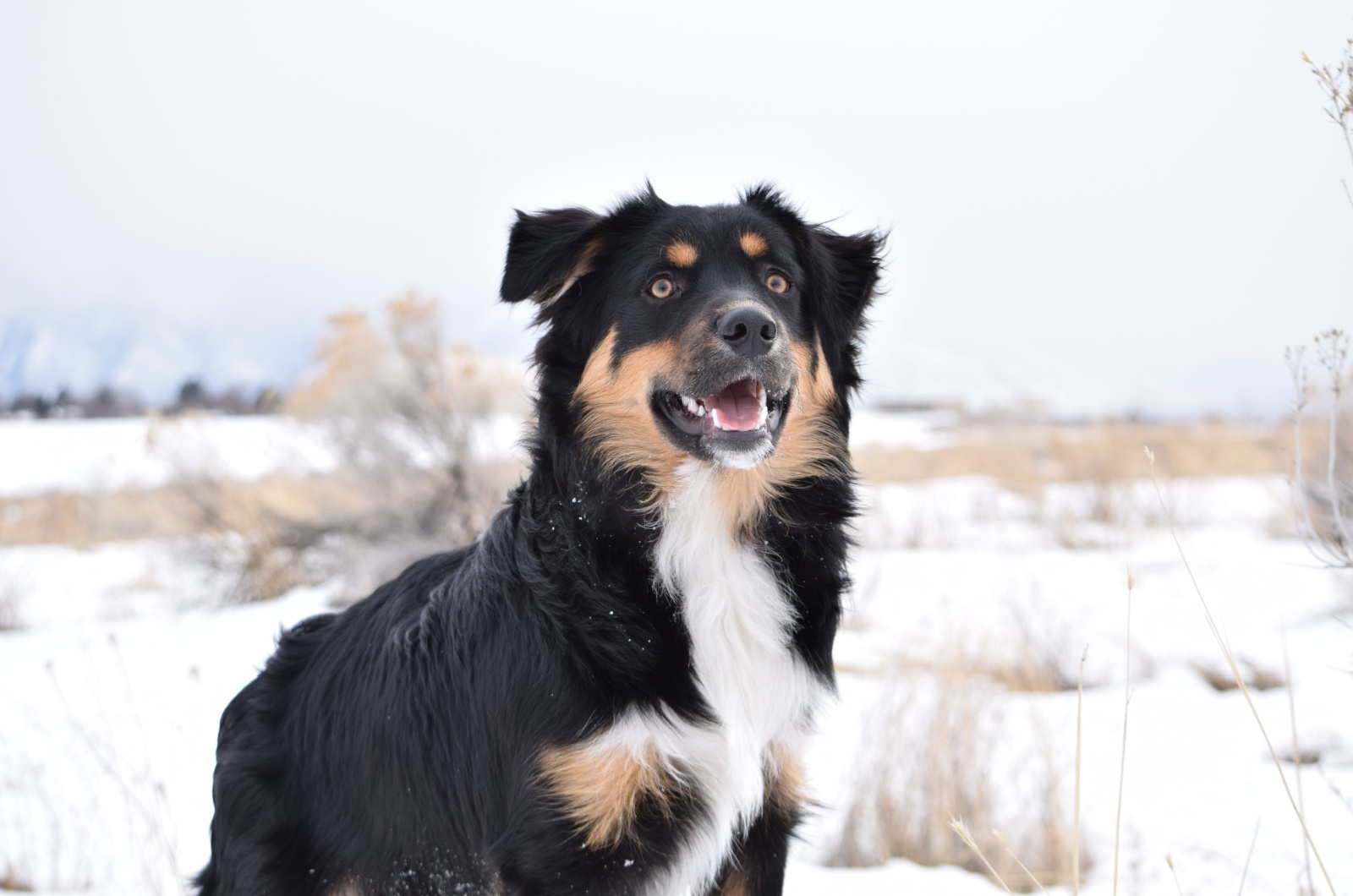 Border Aussie