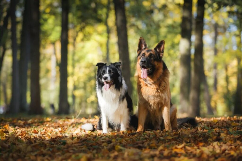 Border Collie