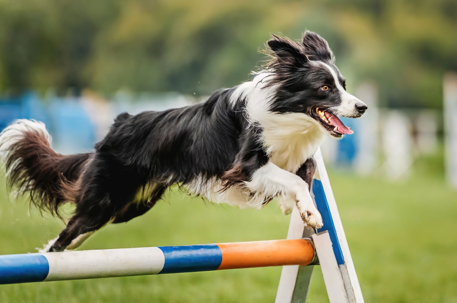 Border Collie