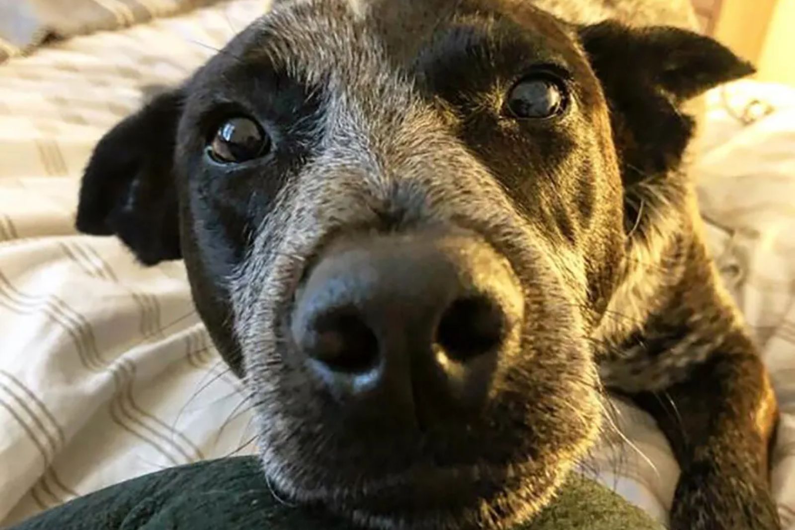 Border Heeler