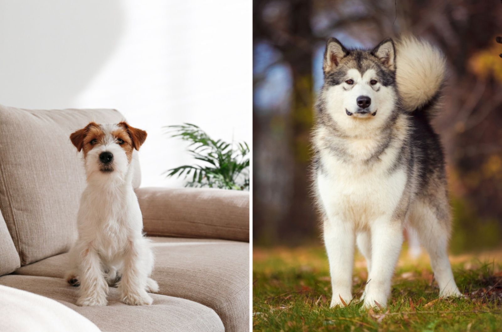 Border Malamute Terrier