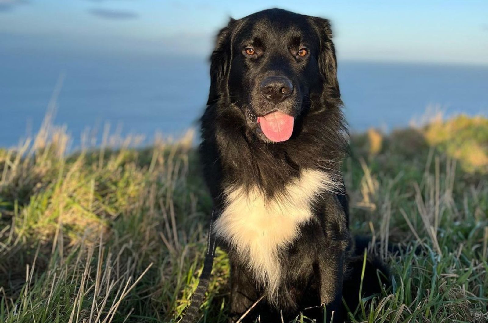 Border Newfie