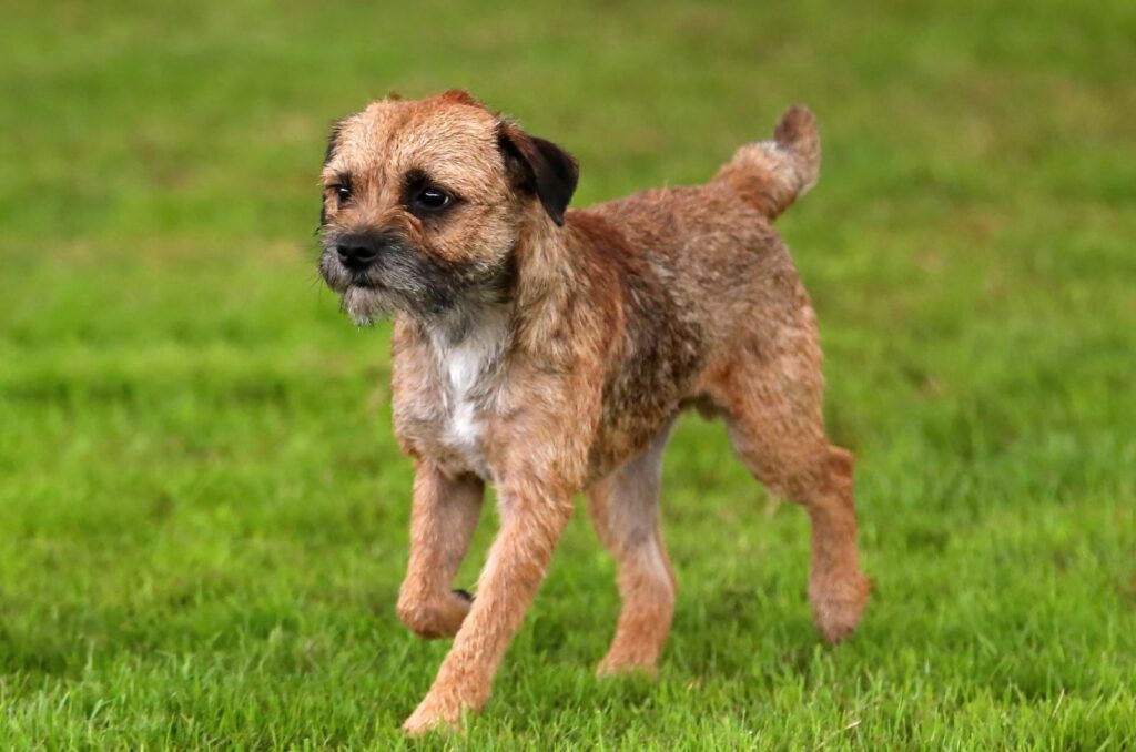 Border Terrier