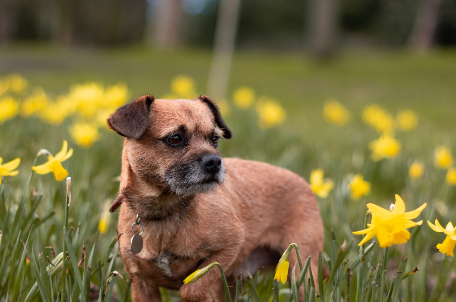 Border Terrier