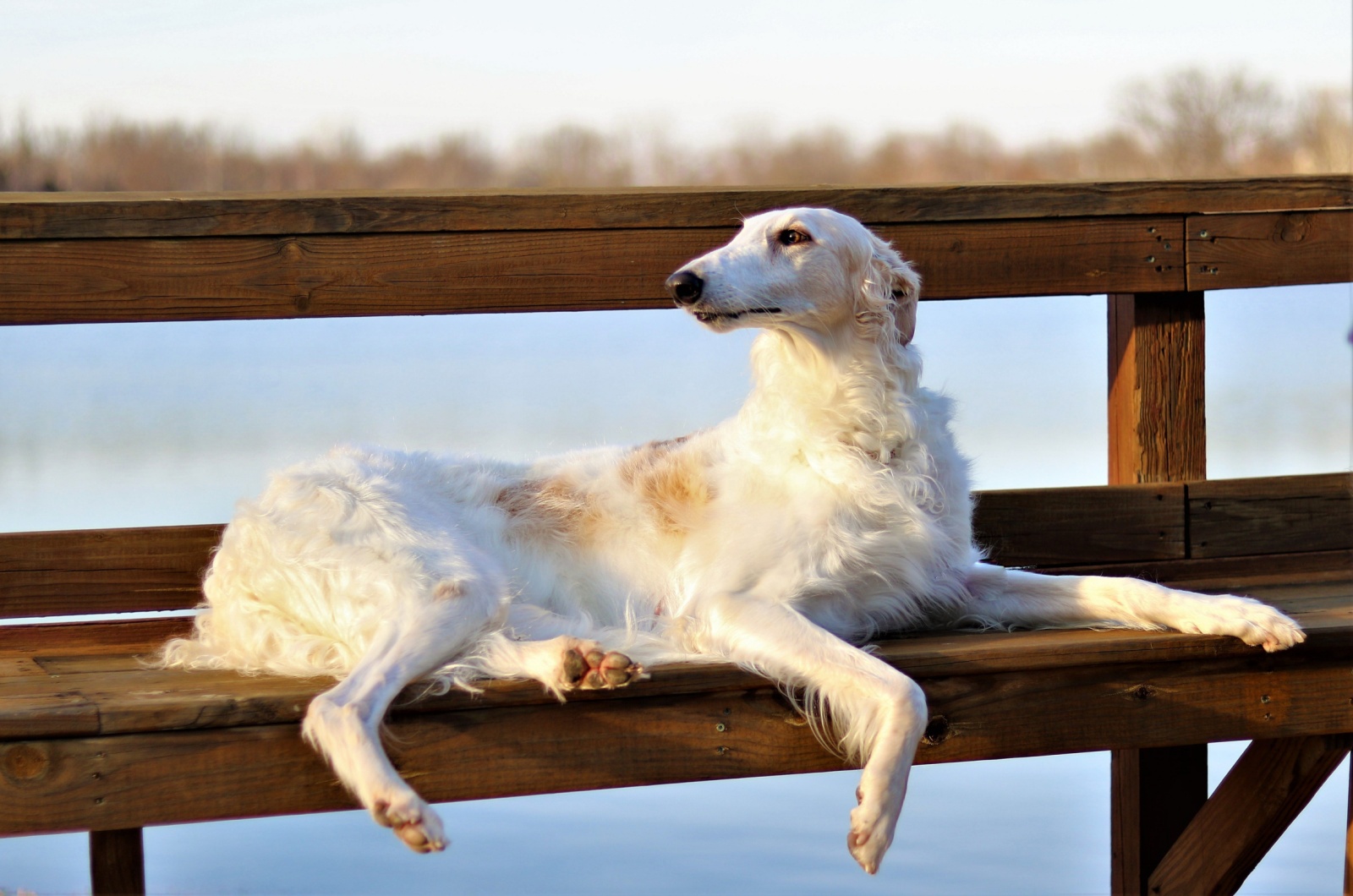 Borzoi