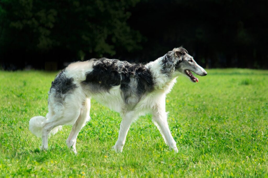 Borzoi