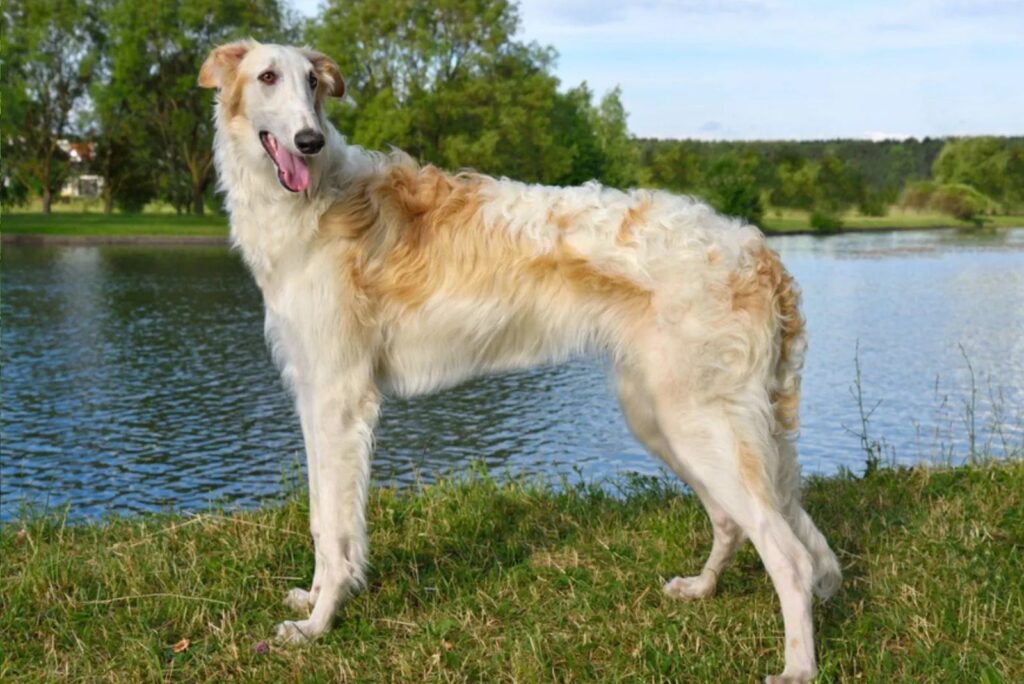 Borzoi