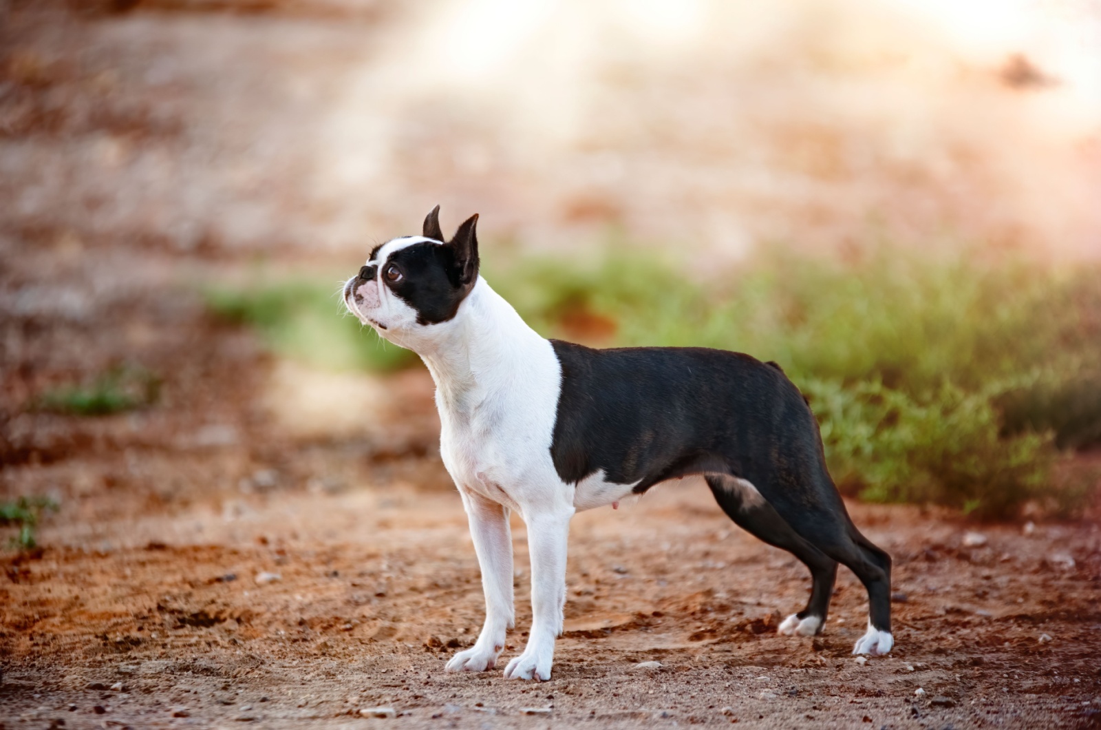 Boston Terrier