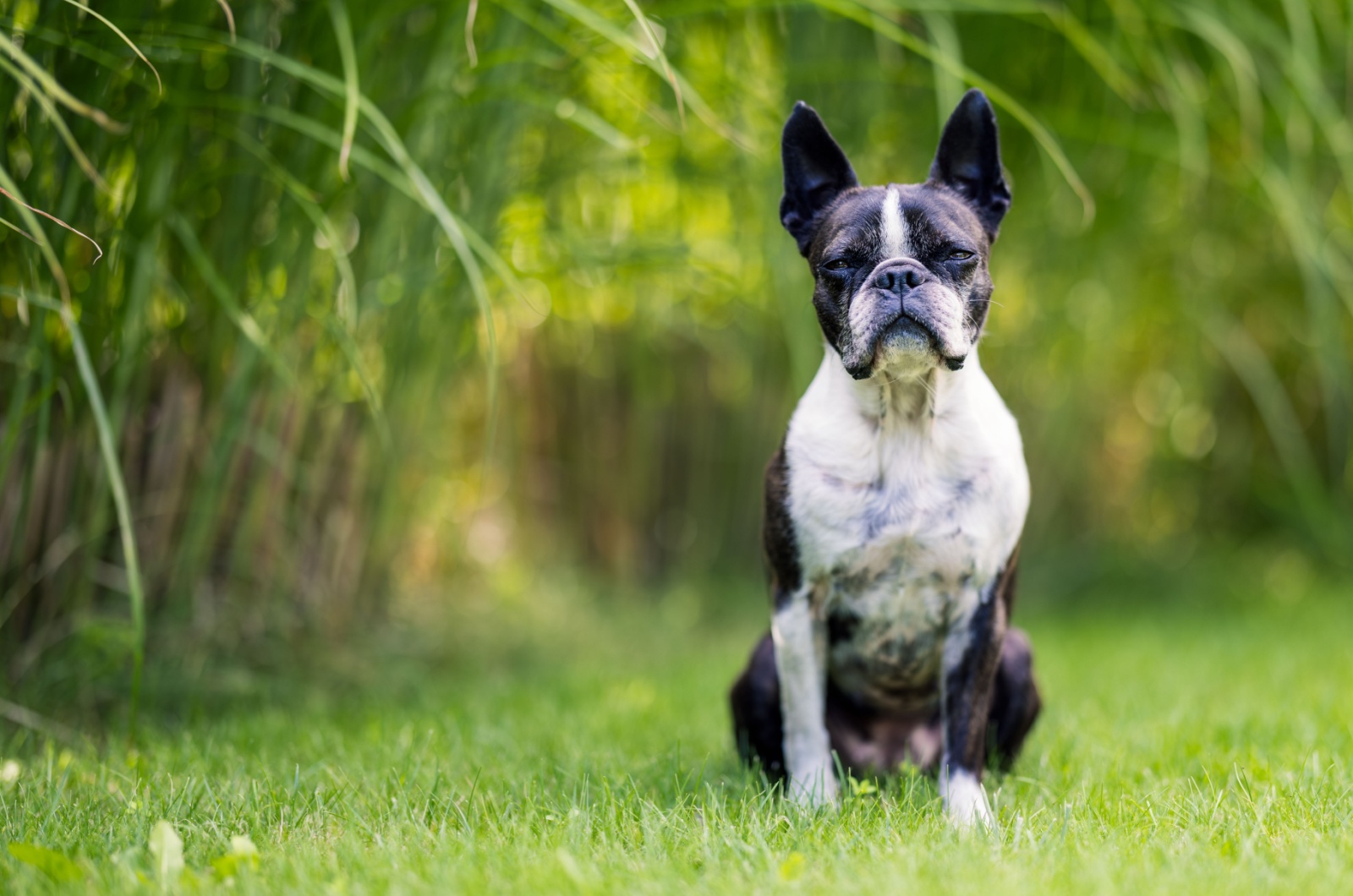 Boston Terrier