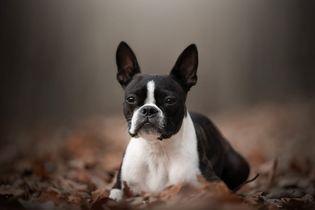 Boston Terrier