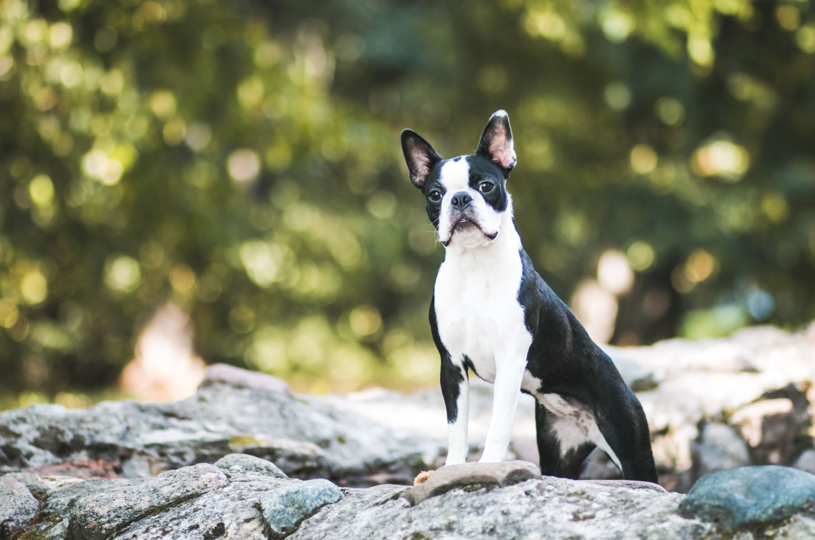 Boston Terrier