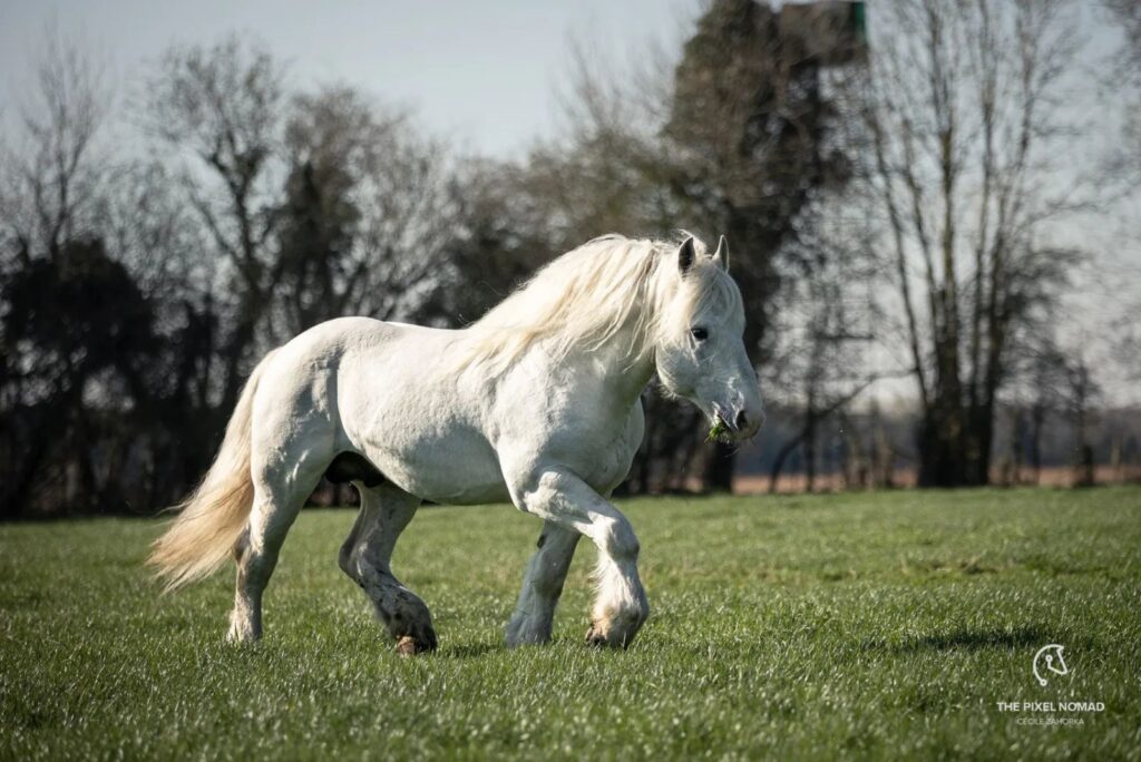 Boulonnais Horse