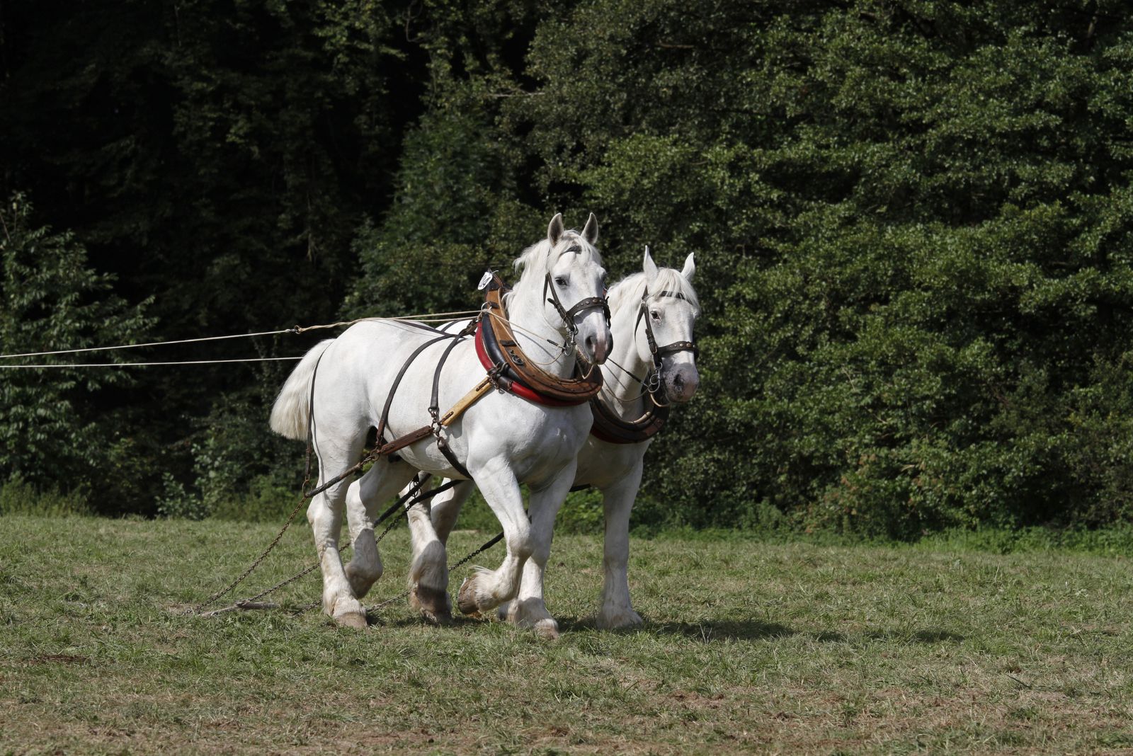 Boulonnais horse