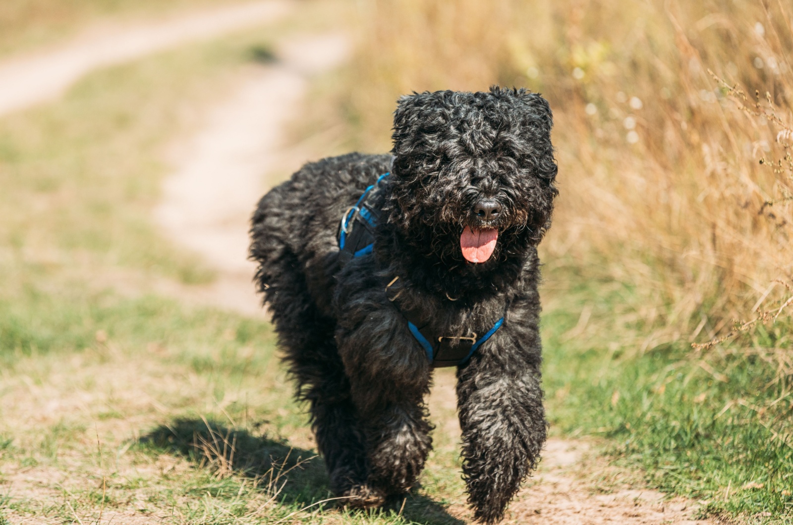 Bouvier Des Flandres