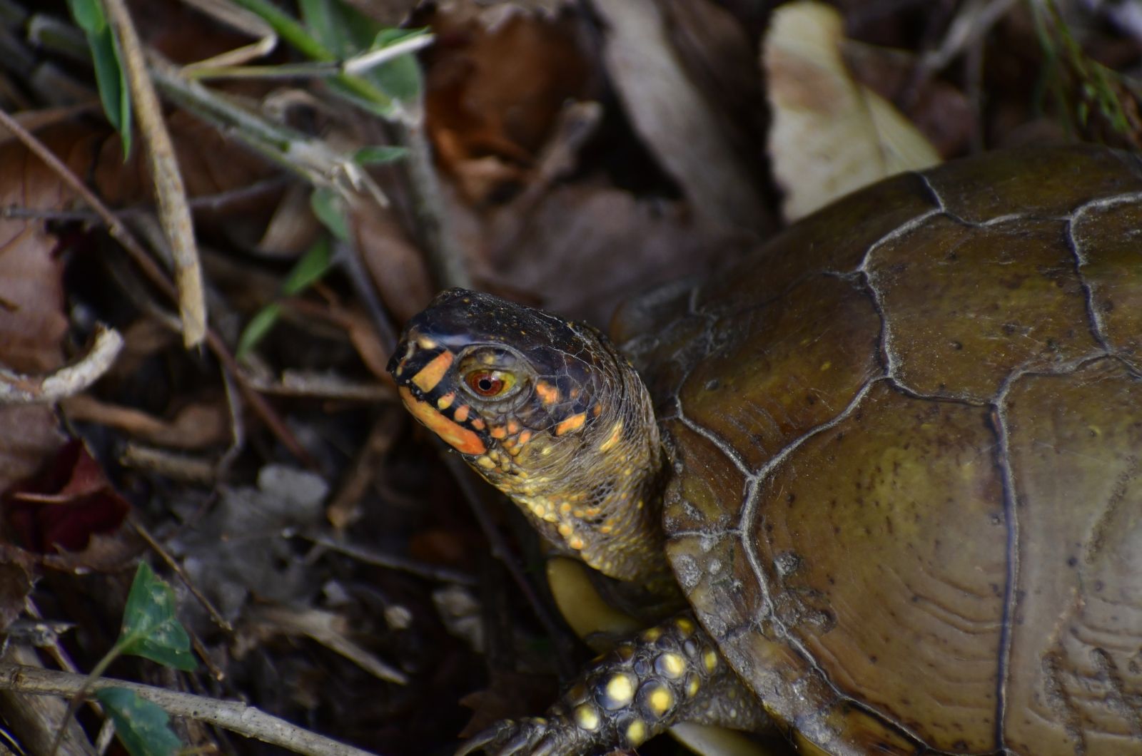 Box Turtles