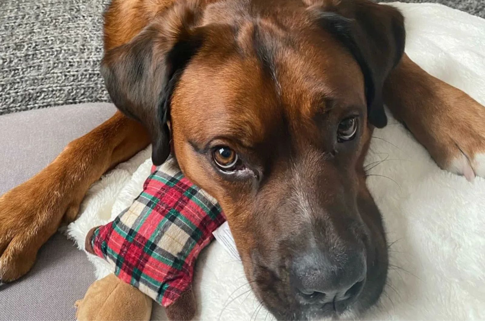 Boxer X Bernese Mountain Dog Mix