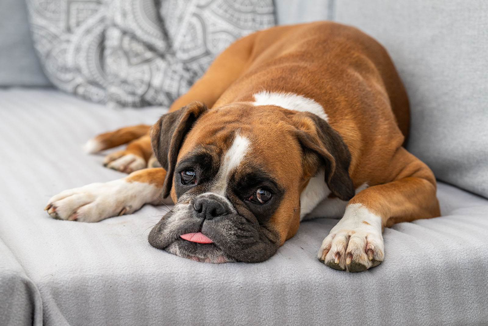 boxer dog