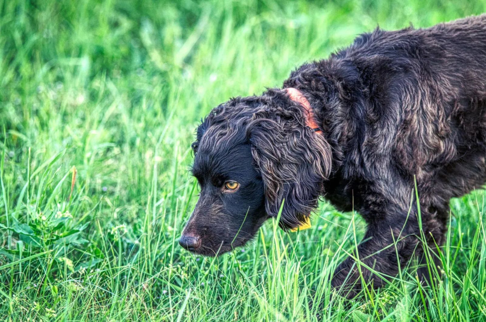 Boykin Spaniel