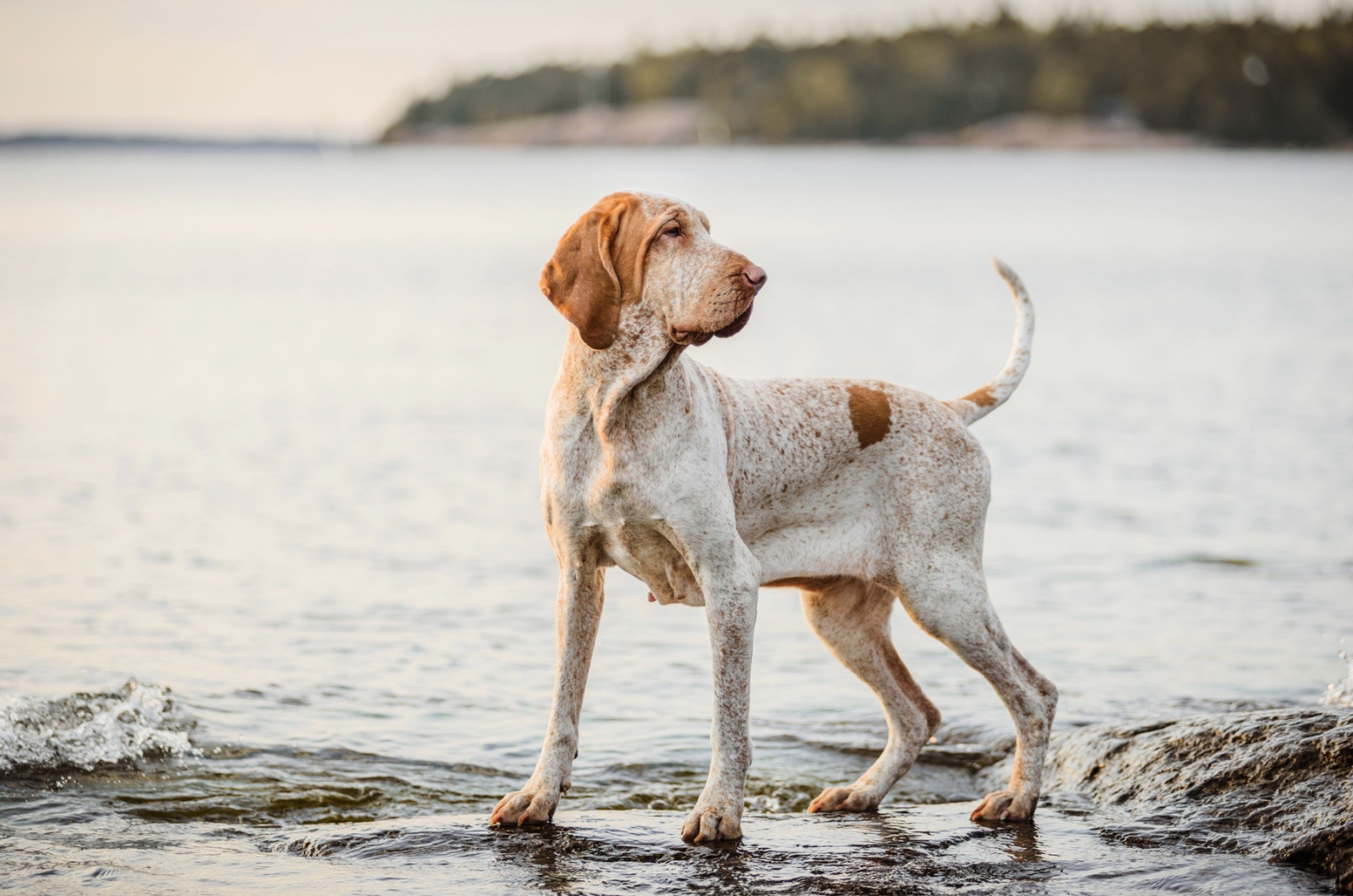 Bracco Italiano