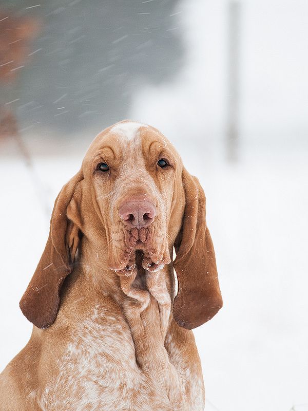 Bracco Italiano