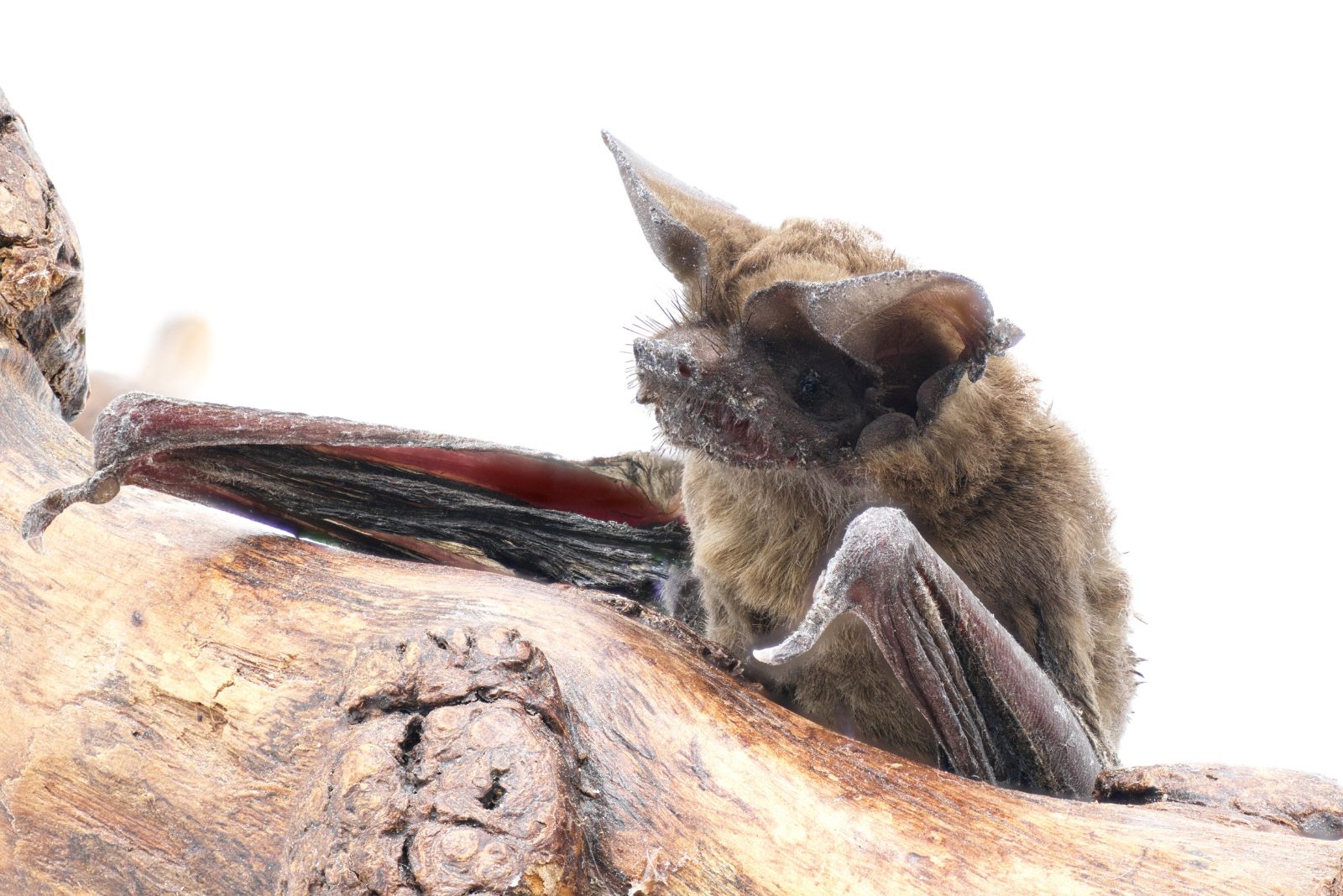 Brazilian Free-Tailed Bat