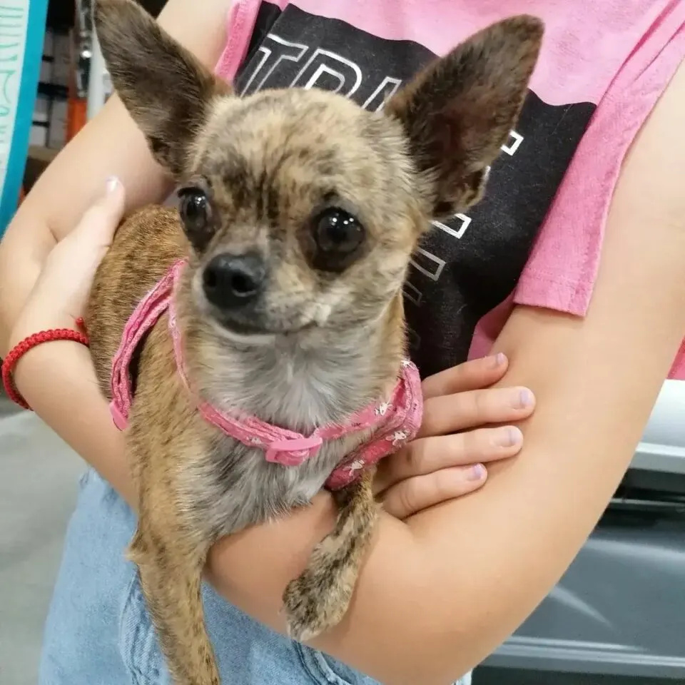 Brindle chihuahua