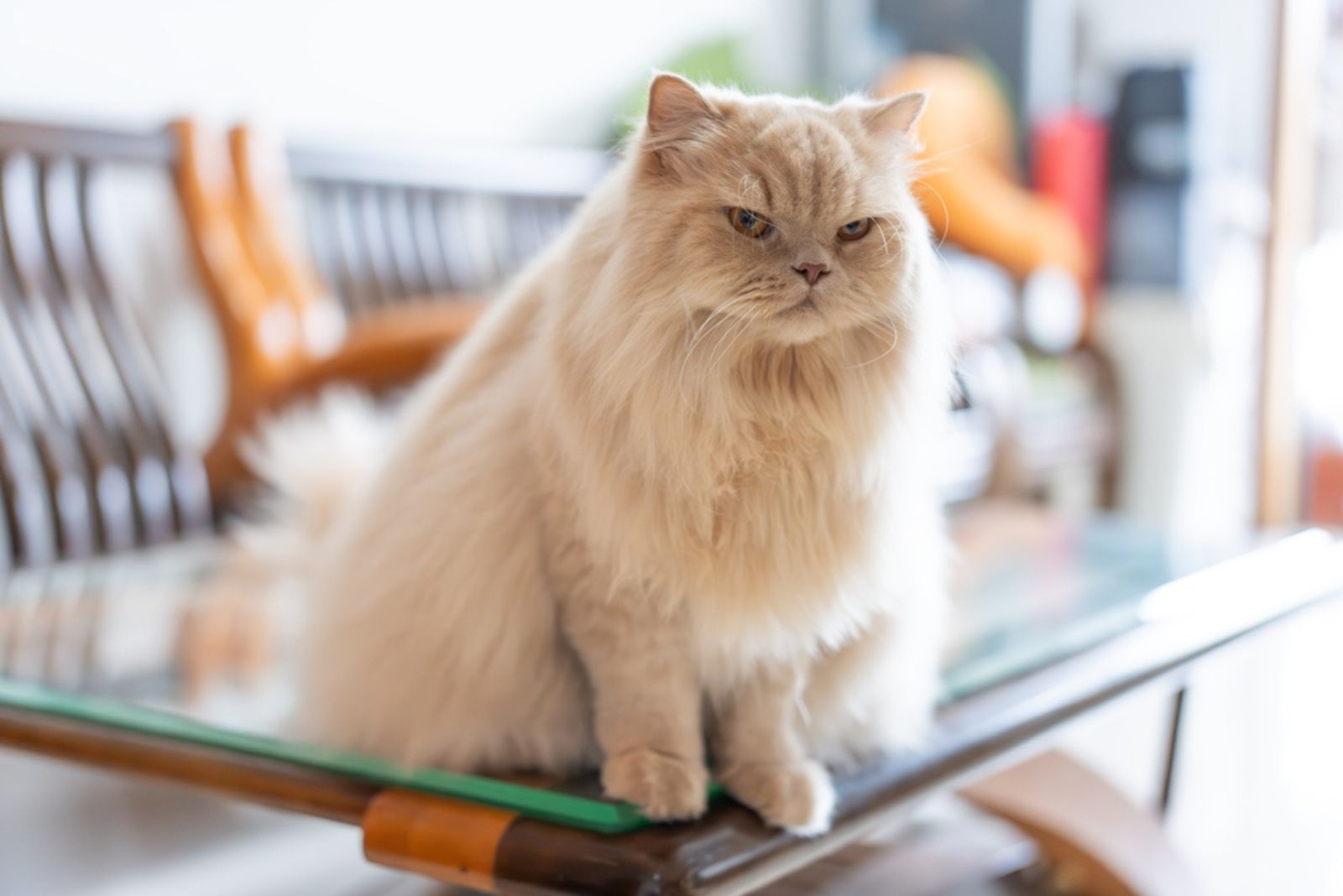 British Longhair cat