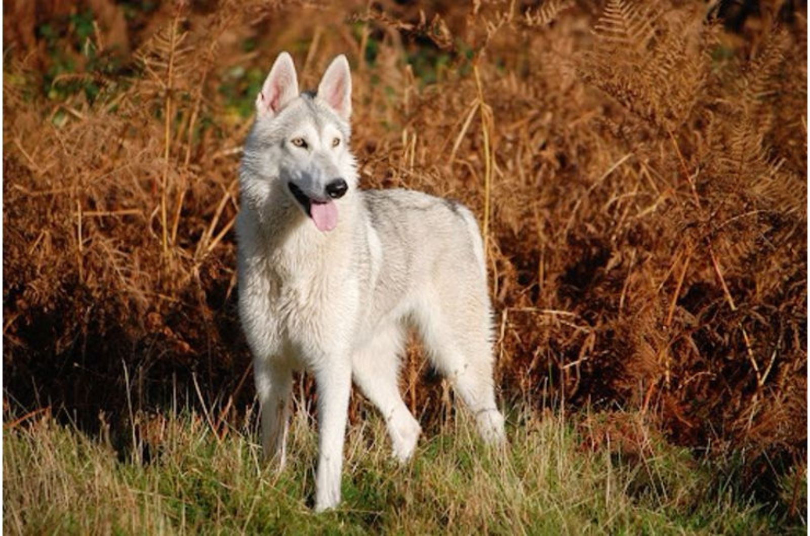 British Lupine Dog