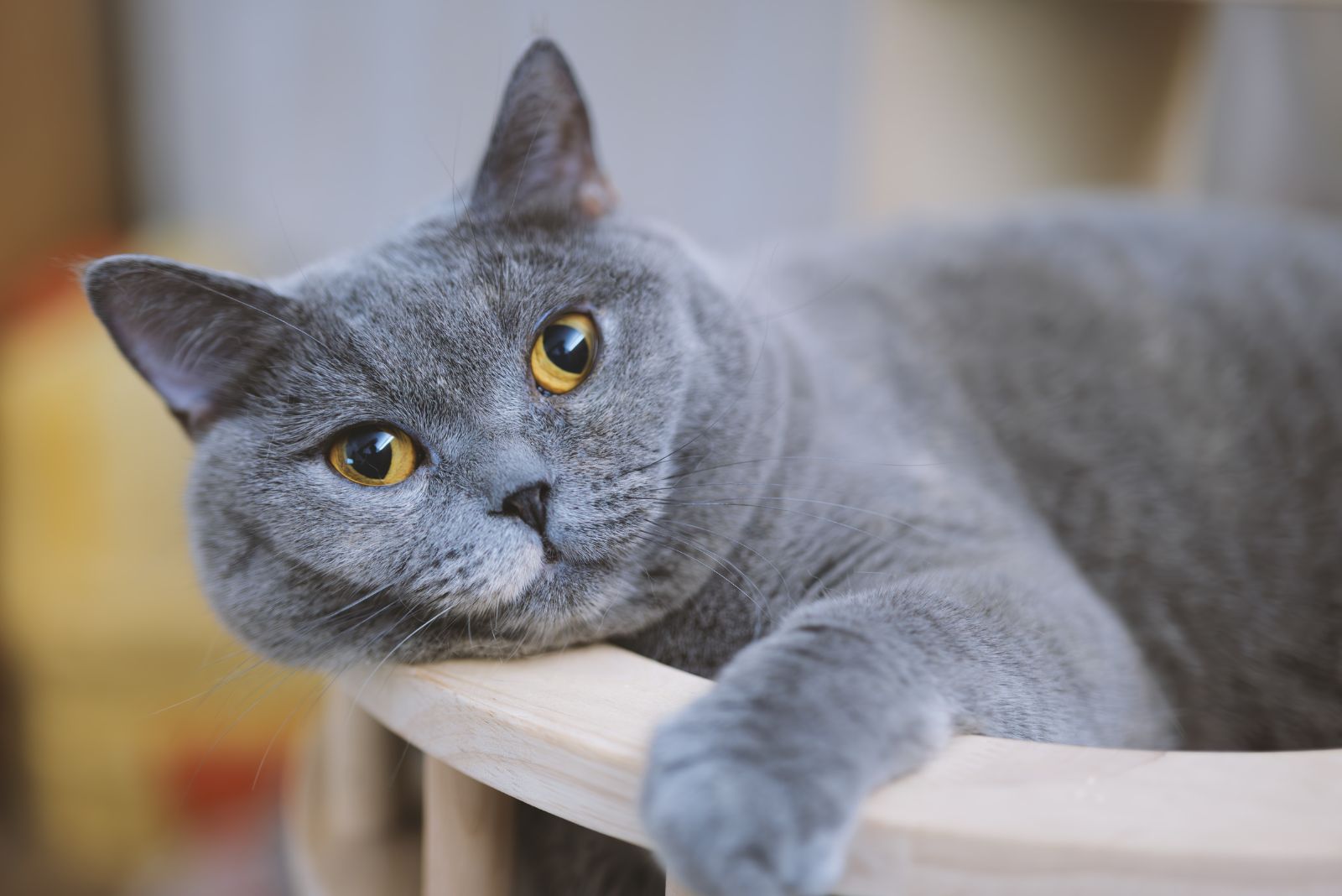 British Shorthair