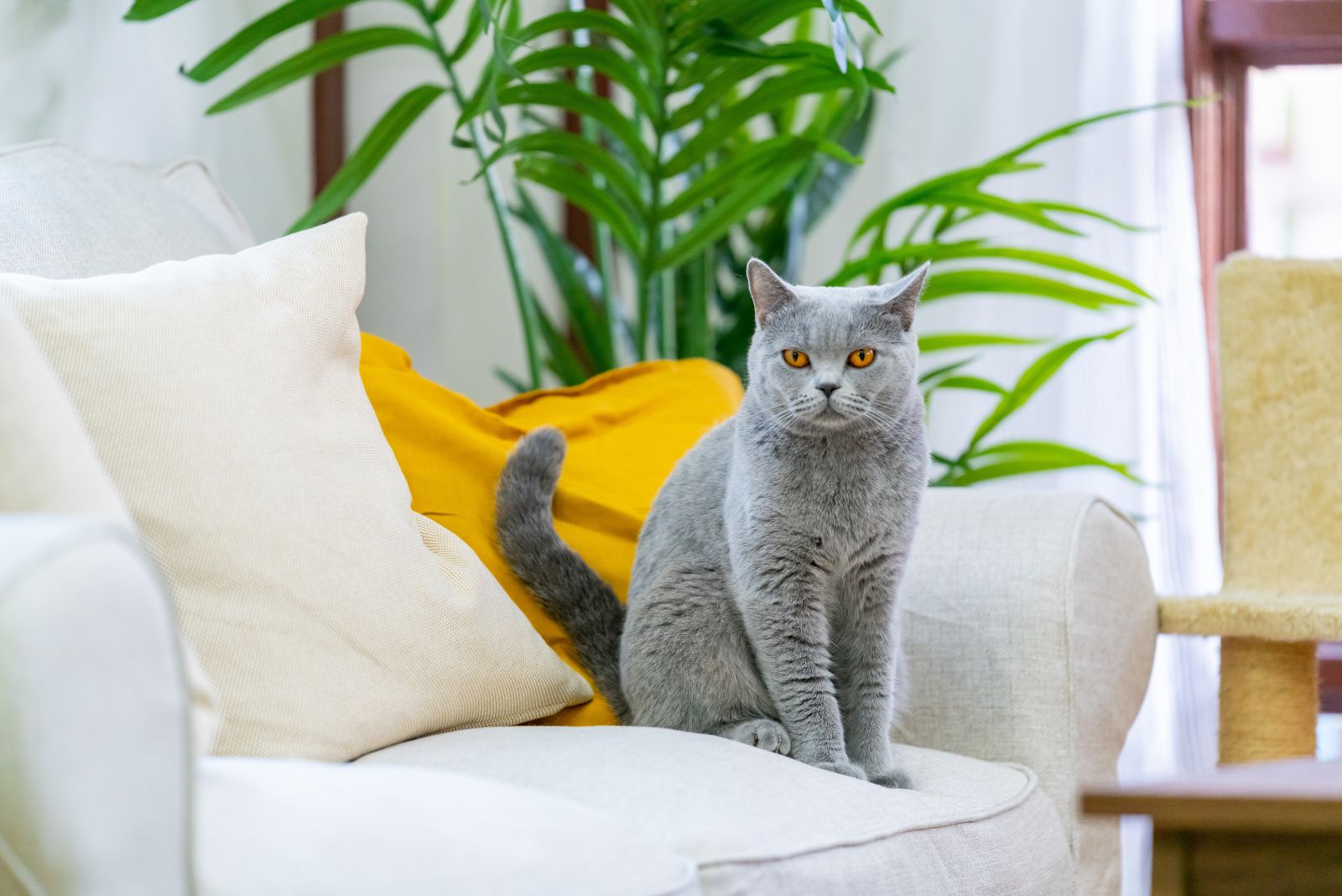 British Shorthair cat