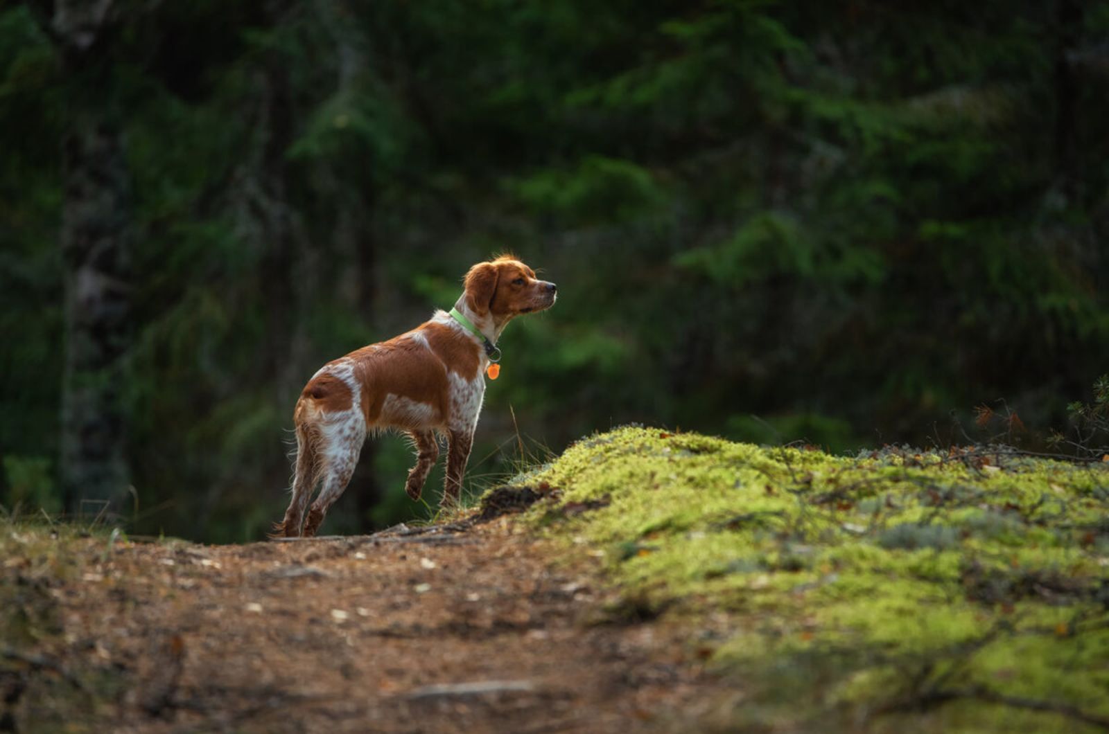 Brittany Spaniel