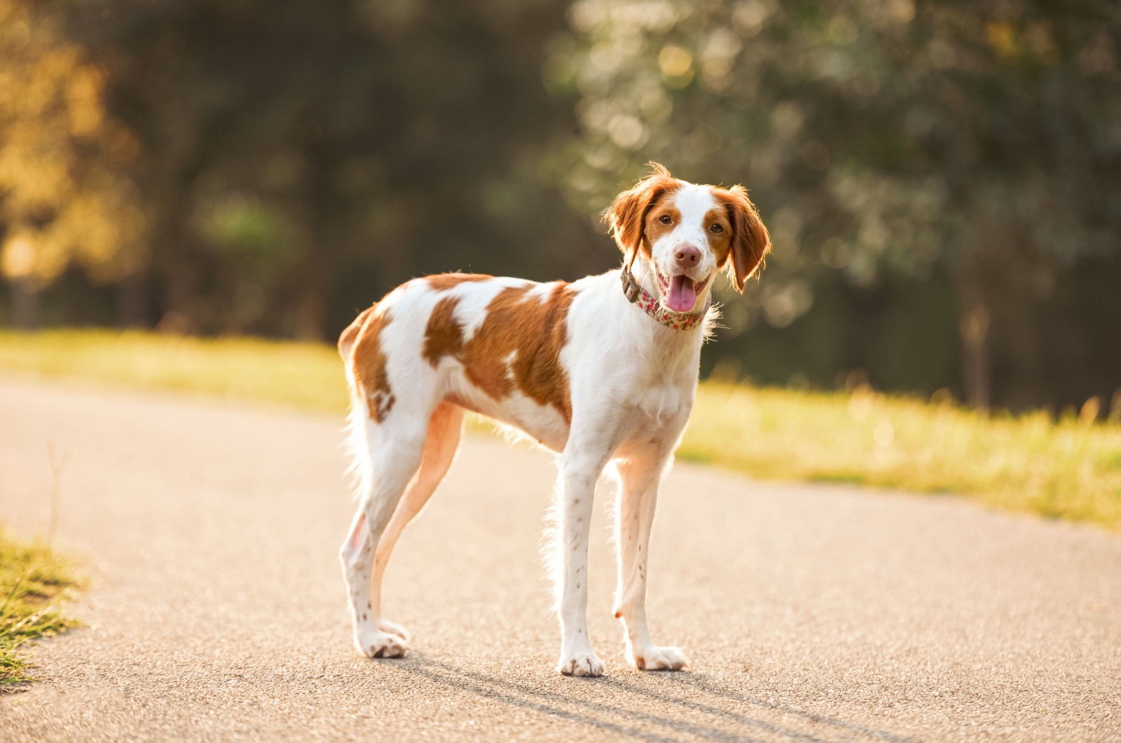 Brittany Spaniel