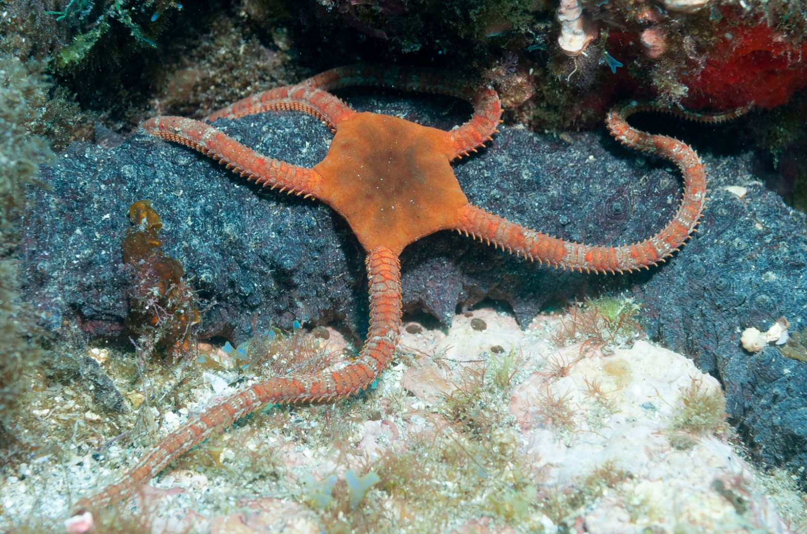 Brittle Star