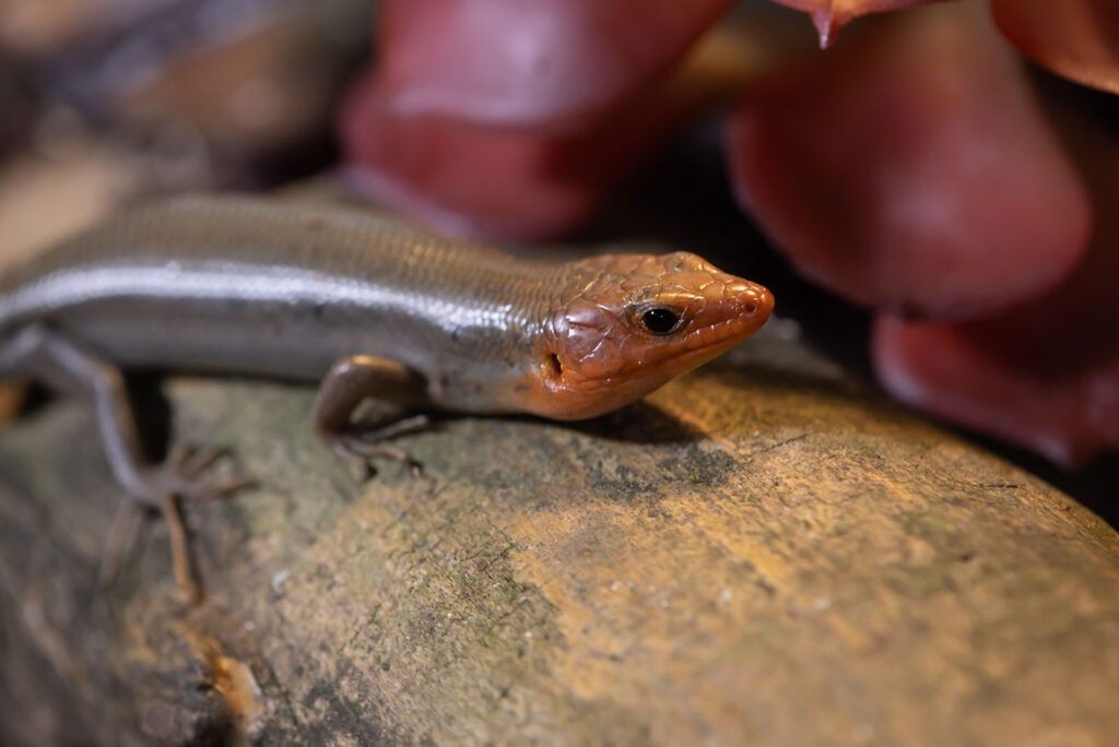 Broadhead Skink
