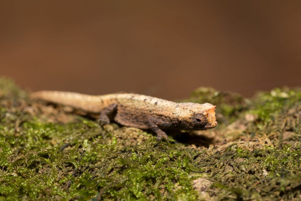 Brookesia Micra