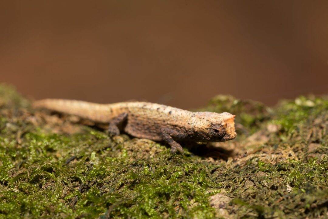 13-endemic-animals-found-in-just-one-corner-of-the-world