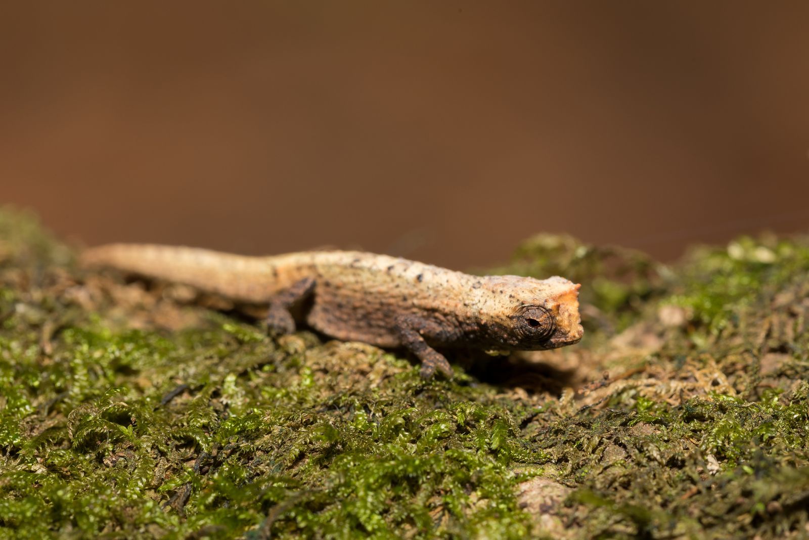 13 Endemic Animals Found In Just One Corner Of The World