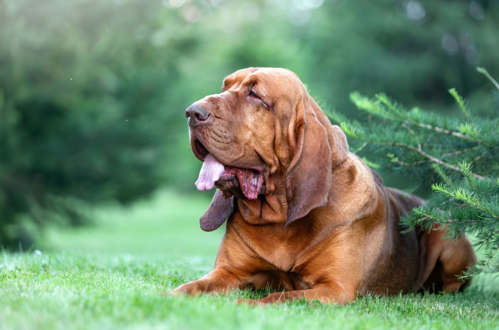 Brown bloodhound