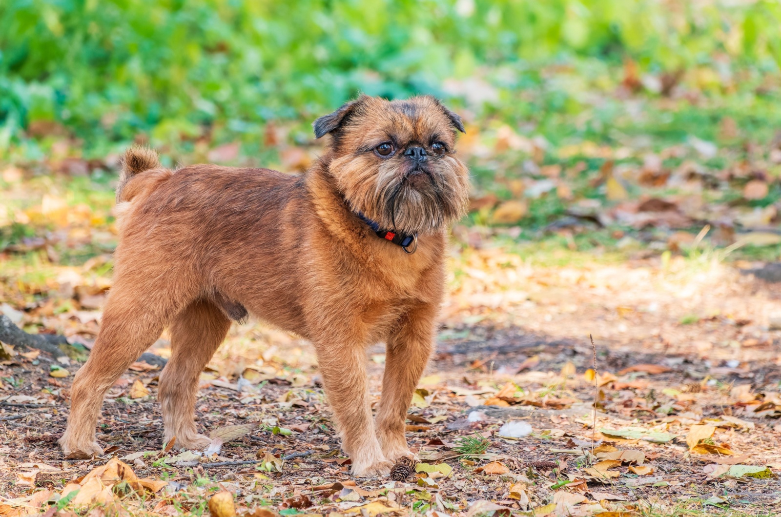 Brussels Griffon