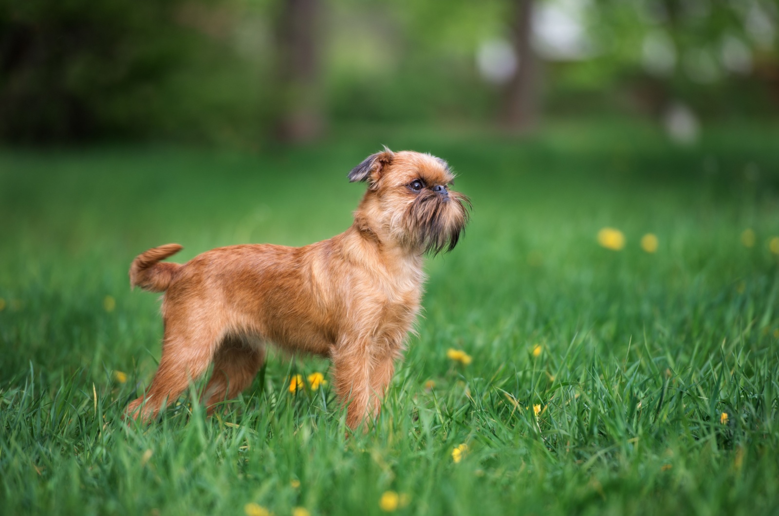 Brussels Griffon