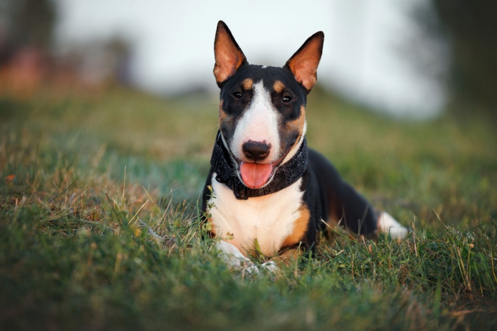 Bull Terrier