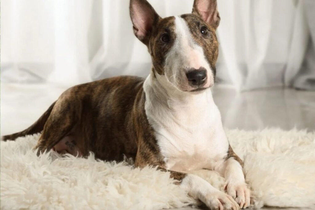 Bull Terrier