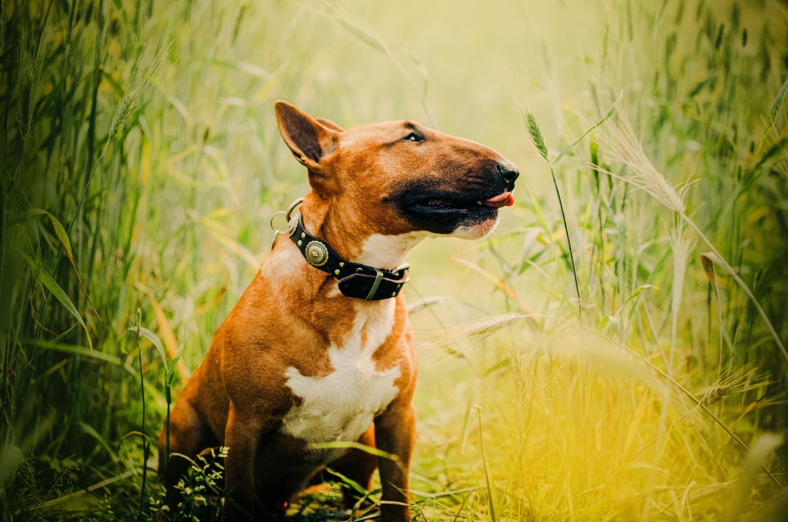 Bull Terrier