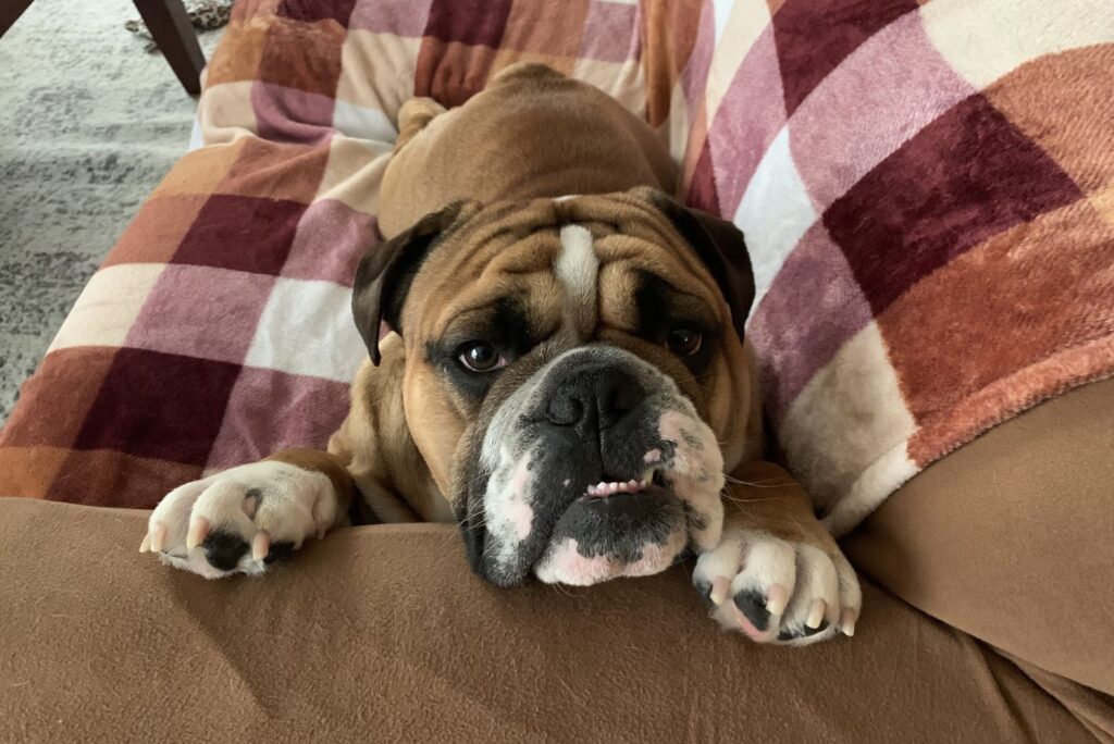 Bulldogs lying on the couch