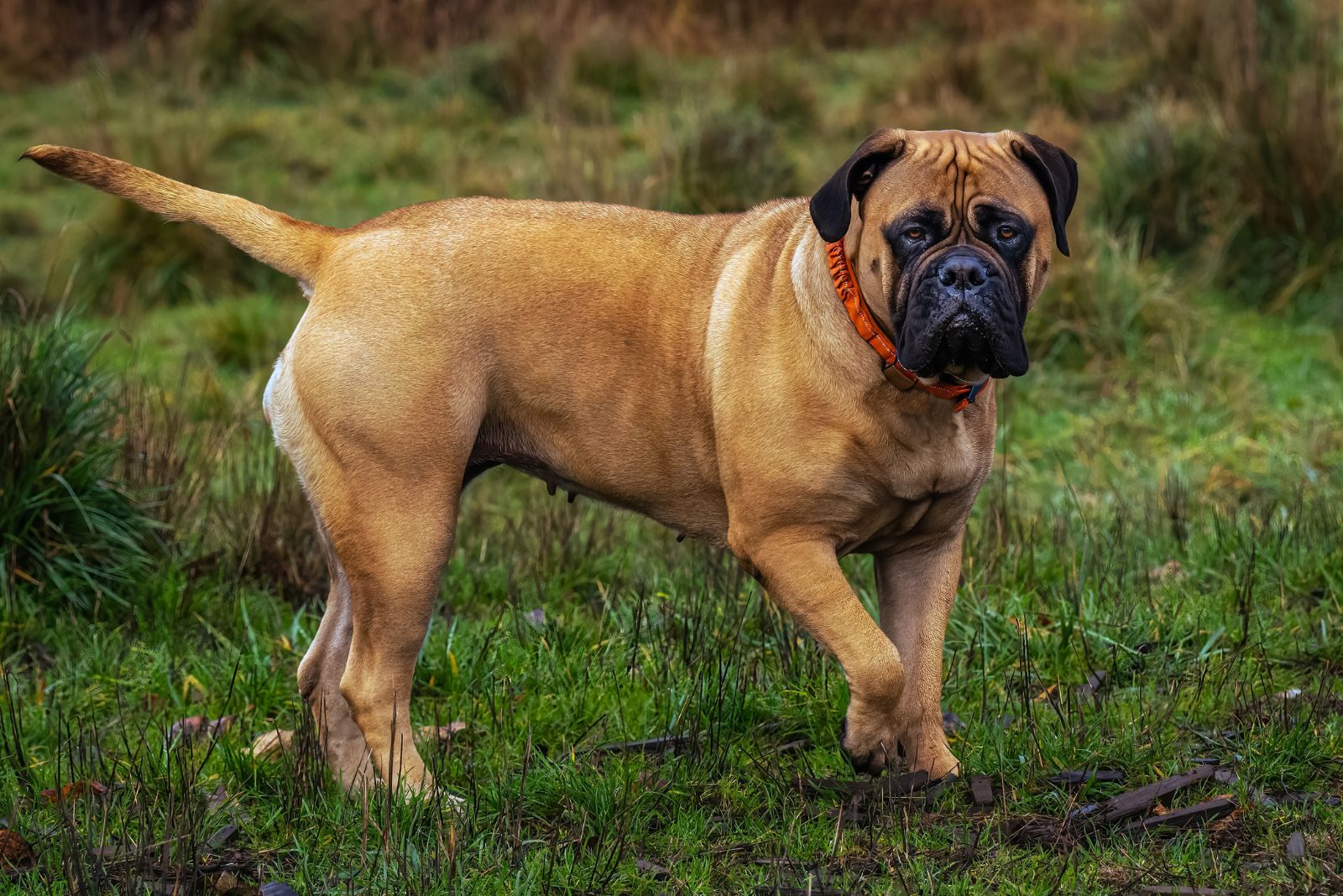 Bullmastiff