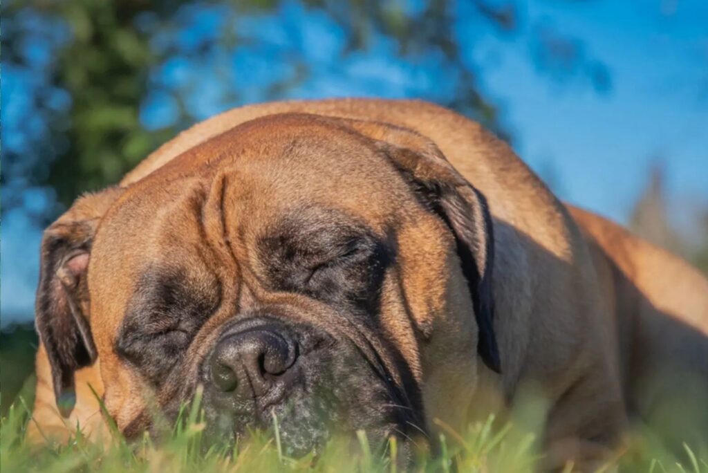 Bullmastiff sleeping on the grass