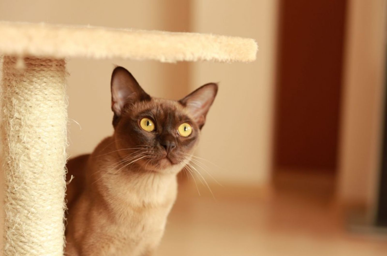 Burmese Cat