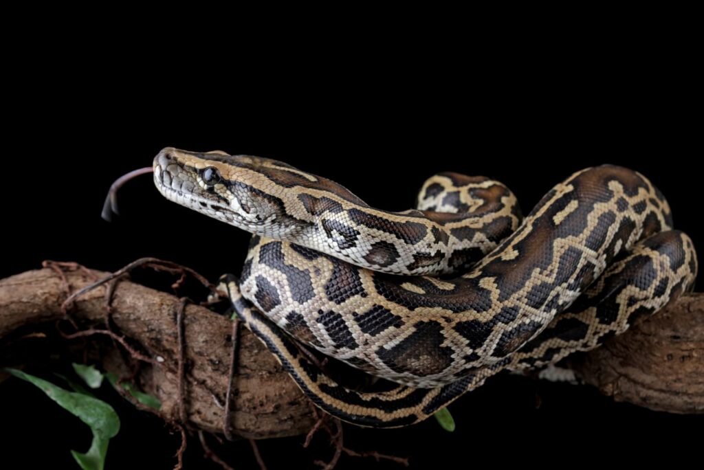 Burmese Python