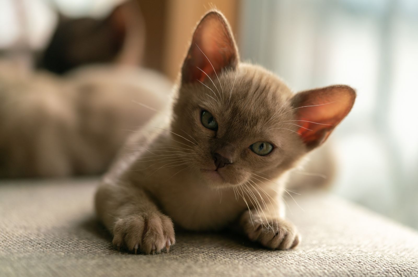 Burmese cat